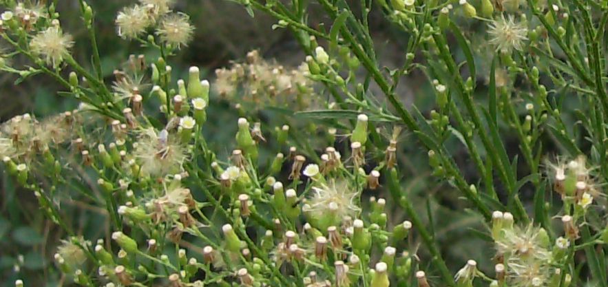 Erigeron canadensis / Saeppola canadese